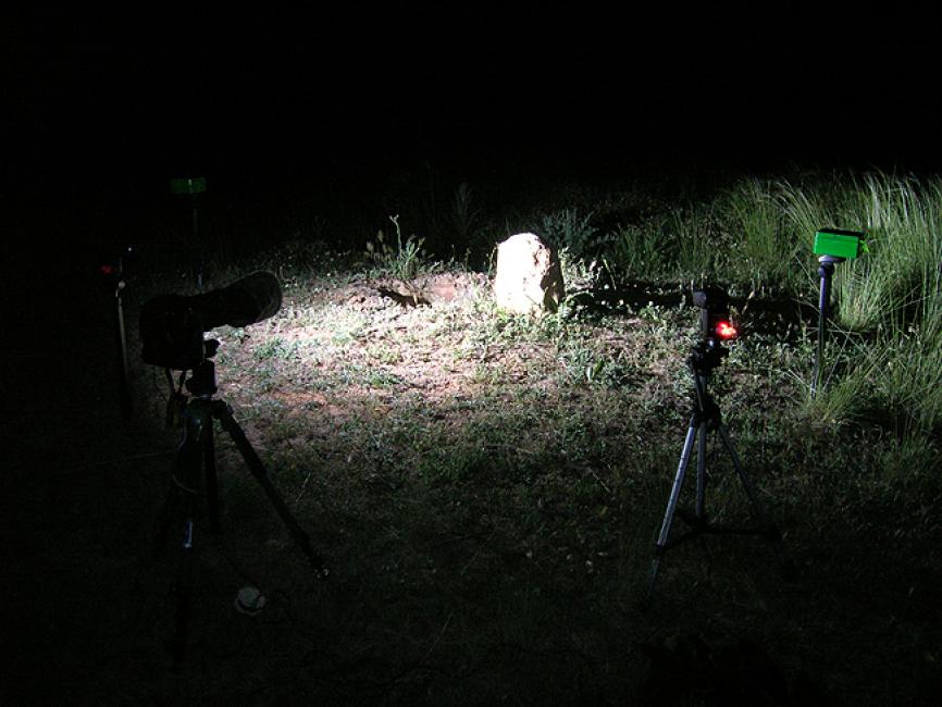 Fotografiando una pareja de  Mochuelos